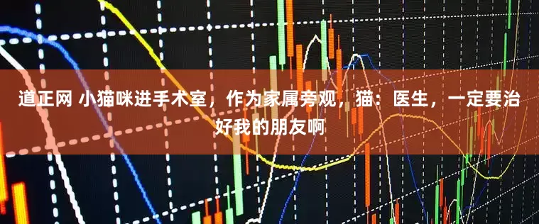 道正网 小猫咪进手术室，作为家属旁观，猫：医生，一定要治好我的朋友啊